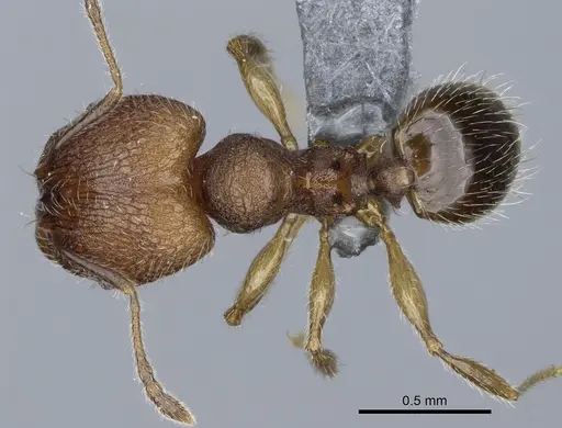 Pheidole parvula specimen CASENT0274865 image casent0274865_1