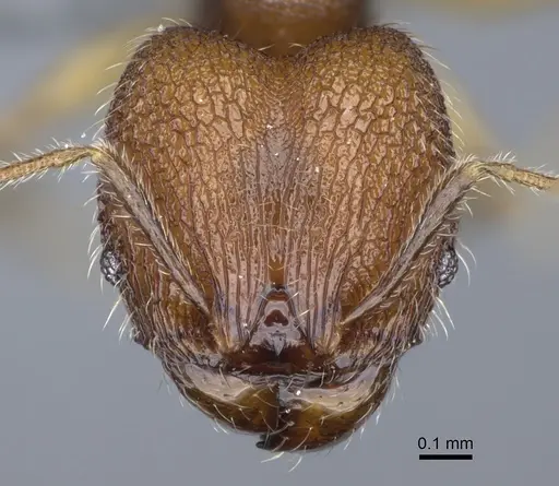 Pheidole parvula specimen CASENT0274865 image casent0274865_2
