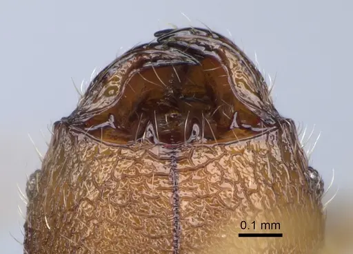 Pheidole parvula specimen CASENT0274865 image casent0274865_3