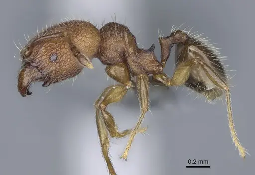 Pheidole parvula specimen CASENT0274865 image casent0274865_4
