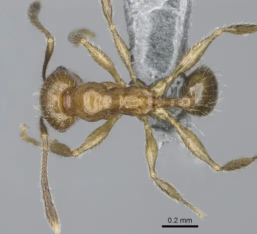 Pheidole parvula specimen CASENT0923270 image casent0923270_1