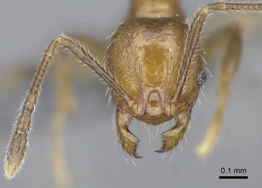 Pheidole parvula specimen CASENT0923270 image casent0923270_2