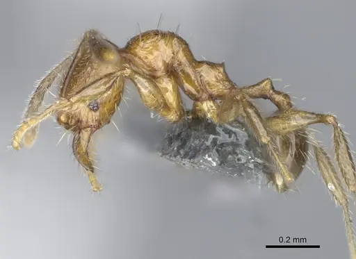 Pheidole parvula specimen CASENT0923270 image casent0923270_3