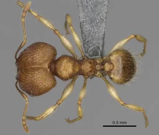 Pheidole parvulogibba specimen CASENT0704453 image casent0704453_1