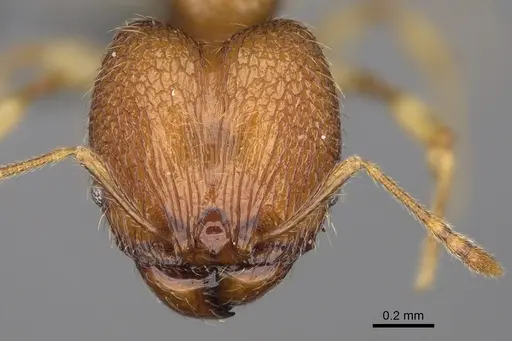 Pheidole parvulogibba specimen CASENT0704453 image casent0704453_2
