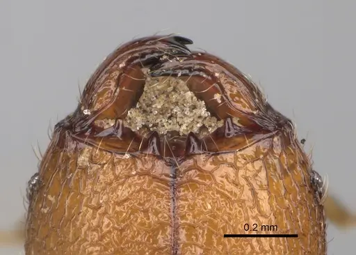 Pheidole parvulogibba specimen CASENT0704453 image casent0704453_3