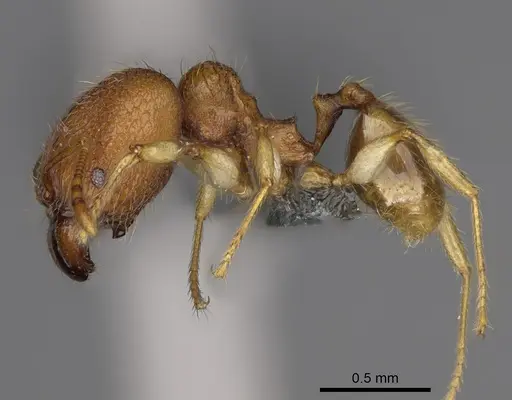 Pheidole parvulogibba specimen CASENT0704453 image casent0704453_4