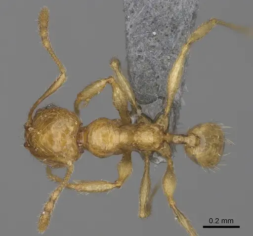 Pheidole parvulogibba specimen CASENT0923274 image casent0923274_1