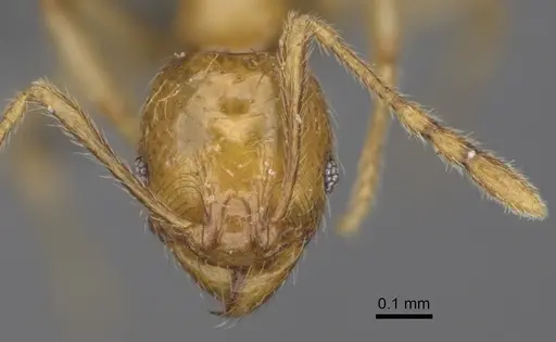 Pheidole parvulogibba specimen CASENT0923274 image casent0923274_2