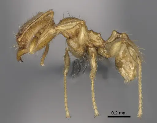 Pheidole parvulogibba specimen CASENT0923274 image casent0923274_3