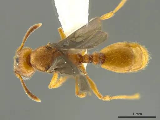 Pheidole passivaeferox specimen CASENT0619317 image casent0619317_1