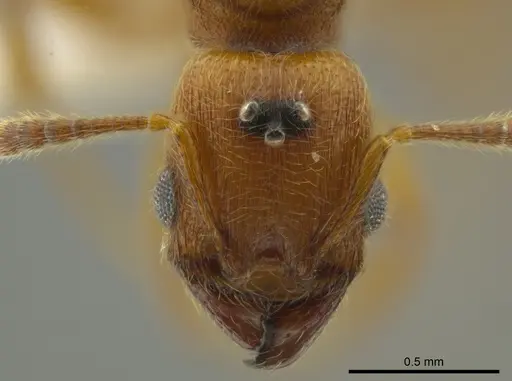 Pheidole passivaeferox specimen CASENT0619317 image casent0619317_2