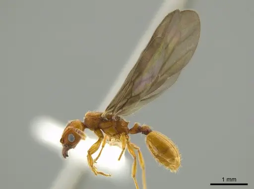Pheidole passivaeferox specimen CASENT0619317 image casent0619317_3