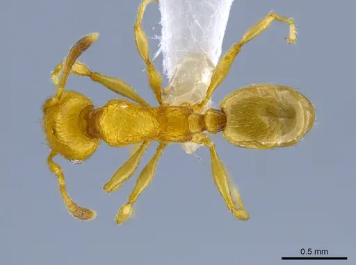 Pheidole passivaeferox specimen CASENT0619498 image casent0619498_1