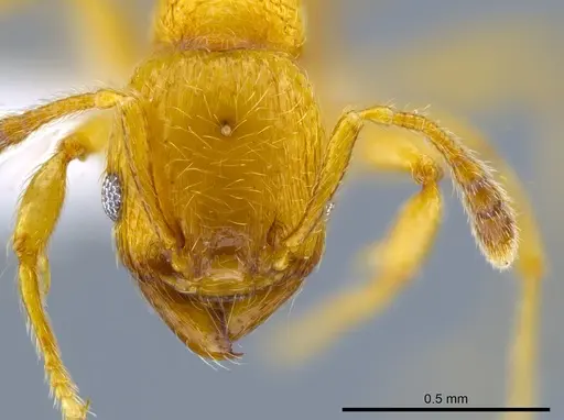 Pheidole passivaeferox specimen CASENT0619498 image casent0619498_2