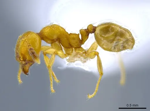 Pheidole passivaeferox specimen CASENT0619498 image casent0619498_3