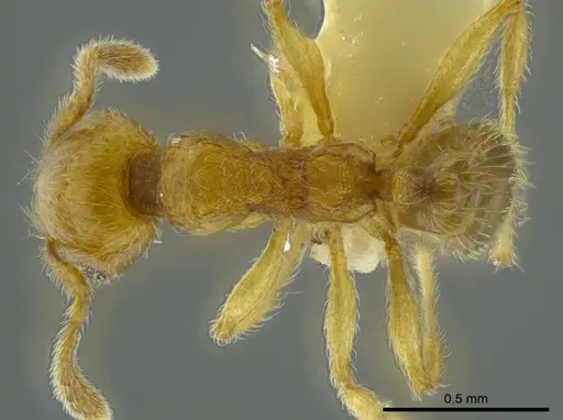 Pheidole passivaeferox specimen CASENT0625443 image casent0625443_1