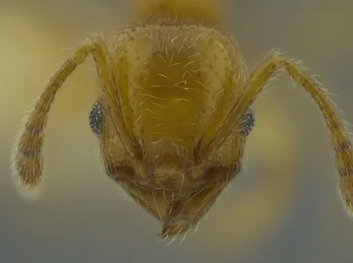 Pheidole passivaeferox specimen CASENT0625443 image casent0625443_2