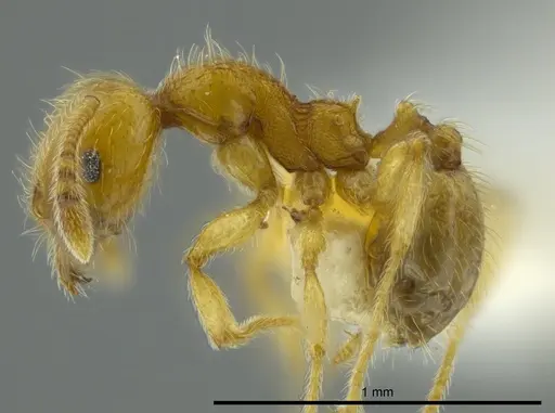 Pheidole passivaeferox specimen CASENT0625443 image casent0625443_3