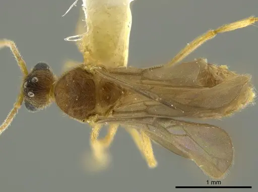 Pheidole passivaeferox specimen CASENT0625444 image casent0625444_1