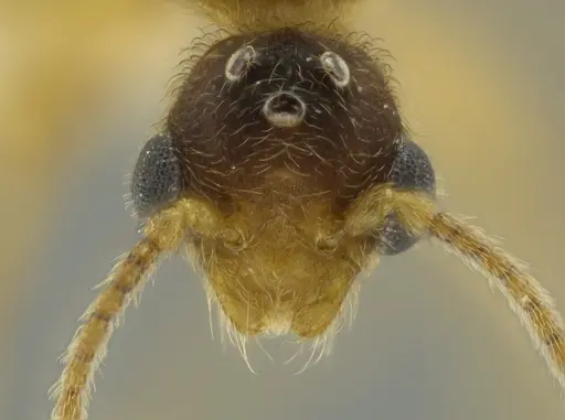 Pheidole passivaeferox specimen CASENT0625444 image casent0625444_2