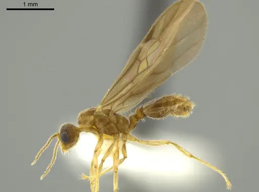 Pheidole passivaeferox specimen CASENT0625444 image casent0625444_3
