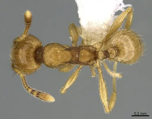 Pheidole passivaeferox specimen CASENT0646675 image casent0646675_1