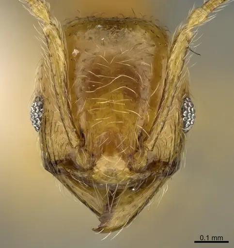 Pheidole passivaeferox specimen CASENT0646675 image casent0646675_2