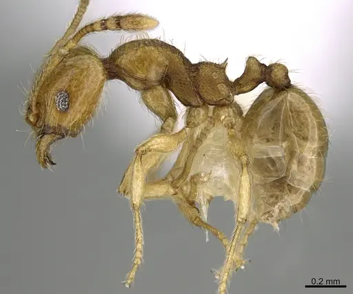 Pheidole passivaeferox specimen CASENT0646675 image casent0646675_3