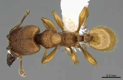 Pheidole passivaeferox specimen CASENT0646680 image casent0646680_1