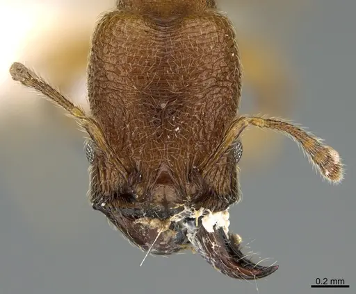 Pheidole passivaeferox specimen CASENT0646680 image casent0646680_2