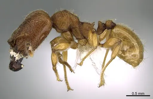 Pheidole passivaeferox specimen CASENT0646680 image casent0646680_3