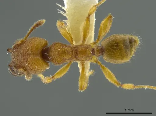 Pheidole passivaeferox specimen INBIOCRI002279624 image inbiocri002279624_1