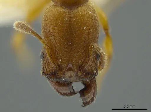 Pheidole passivaeferox specimen INBIOCRI002279624 image inbiocri002279624_2