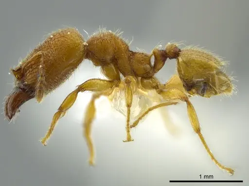 Pheidole passivaeferox specimen INBIOCRI002279624 image inbiocri002279624_3