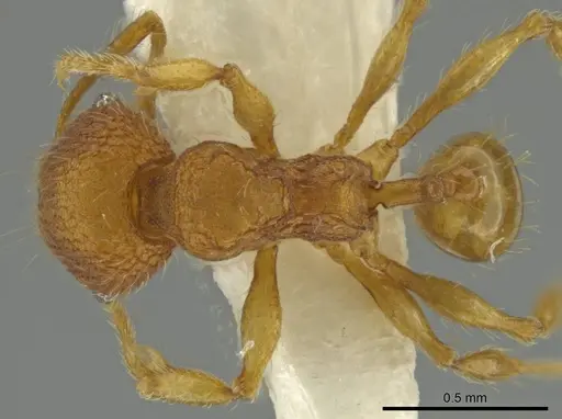 Pheidole peckorum specimen JTLC000016483 image jtlc000016483_1