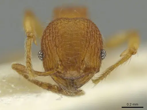 Pheidole peckorum specimen JTLC000016483 image jtlc000016483_2