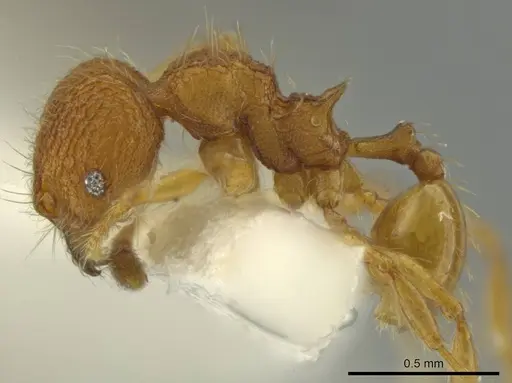 Pheidole peckorum specimen JTLC000016483 image jtlc000016483_3
