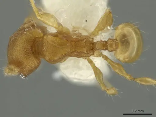 Pheidole pedana specimen CASENT0645844 image casent0645844_1