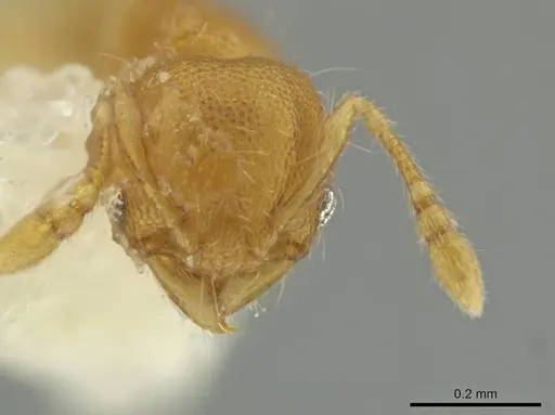 Pheidole pedana specimen CASENT0645844 image casent0645844_2