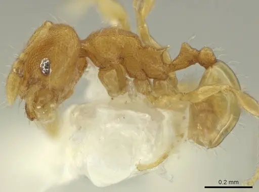 Pheidole pedana specimen CASENT0645844 image casent0645844_3