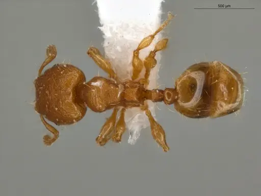 Pheidole pedana specimen ECOFOG-IT14-0954-24-S image ecofog-it14-0954-24-s_1