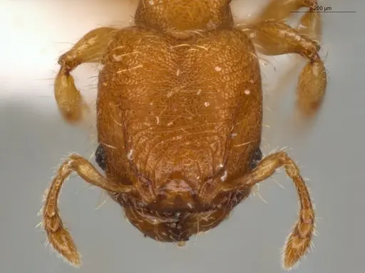 Pheidole pedana specimen ECOFOG-IT14-0954-24-S image ecofog-it14-0954-24-s_2