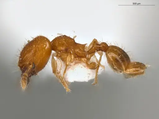 Pheidole pedana specimen ECOFOG-IT14-0954-24-S image ecofog-it14-0954-24-s_3