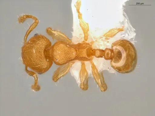 Pheidole pedana specimen ECOFOG-IT14-0954-24 image ecofog-it14-0954-24_1