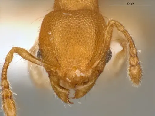 Pheidole pedana specimen ECOFOG-IT14-0954-24 image ecofog-it14-0954-24_2