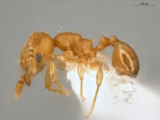 Pheidole pedana specimen ECOFOG-IT14-0954-24 image ecofog-it14-0954-24_3