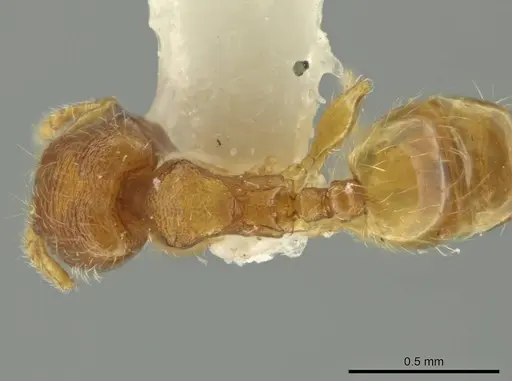 Pheidole pedana specimen JTLC000016482 image jtlc000016482_1