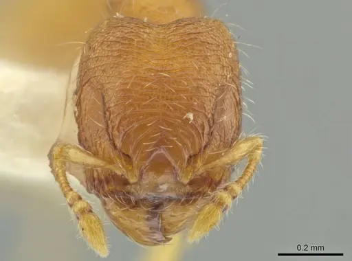 Pheidole pedana specimen JTLC000016482 image jtlc000016482_2