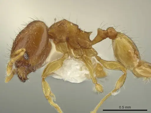 Pheidole pedana specimen JTLC000016482 image jtlc000016482_3